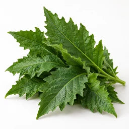 African bitter leaf source ingredient