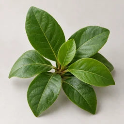 African miracle leaf source ingredient