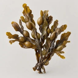 Bladderwrack seaweed source ingredient