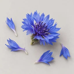 Blue cornflower petals source ingredient