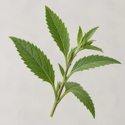 Calea leaves source ingredient