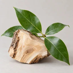 Camphor source ingredient