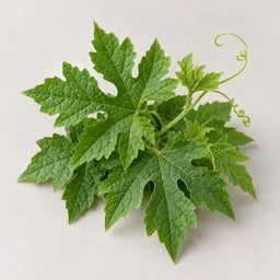 Carassée / Carasee leaves source ingredient