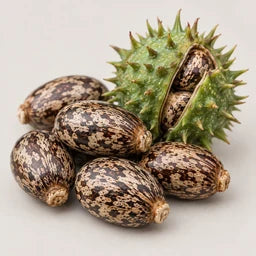 Castor oil source ingredient