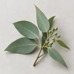 Eucalyptus essential oil source ingredient