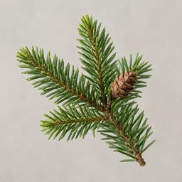 Fir needle essential oil source ingredient