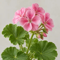 Geranium essential oil source ingredient