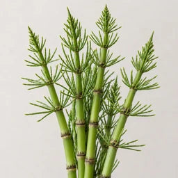 Horsetail source ingredient