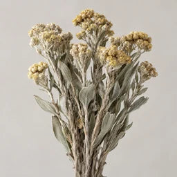 Imphepho source ingredient
