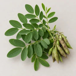 Indigofera Tintoria source ingredient