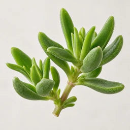 Kanna leaves source ingredient