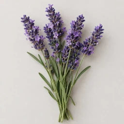 Lavender essential oil source ingredient
