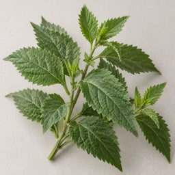 Mexican dream leaves source ingredient