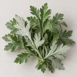 Mugwort source ingredient