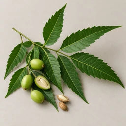 Neem oil and leaves source ingredient