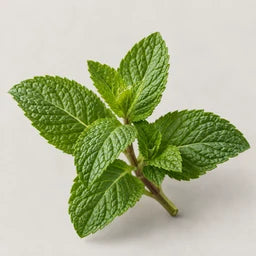 Peppermint essential oil source ingredient