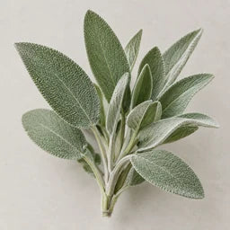Sage essential oil source ingredient