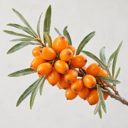 Sea buckthorn oil source ingredient