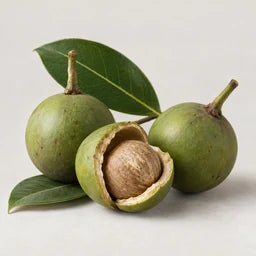 Tamanu oil source ingredient
