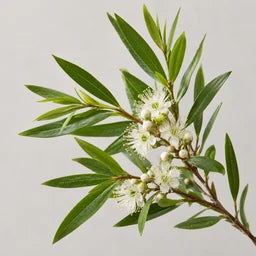 Tea tree essential oil source ingredient